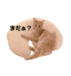 メインクーンと黒猫と亀と鳩のスタンプ（個別スタンプ：9）