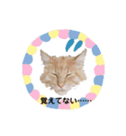 メインクーンと黒猫と亀と鳩のスタンプ（個別スタンプ：18）