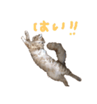 メインクーンと黒猫と亀と鳩のスタンプ（個別スタンプ：19）
