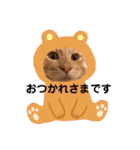 メインクーンと黒猫と亀と鳩のスタンプ（個別スタンプ：20）