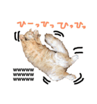 メインクーンと黒猫と亀と鳩のスタンプ（個別スタンプ：24）