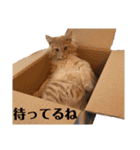 メインクーンと黒猫と亀と鳩のスタンプ（個別スタンプ：25）