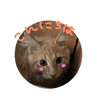 メインクーンと黒猫と亀と鳩のスタンプ（個別スタンプ：28）