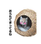 メインクーンと黒猫と亀と鳩のスタンプ（個別スタンプ：29）