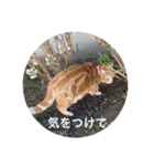 こまちこ（個別スタンプ：11）