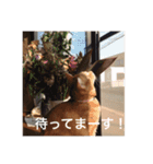 こまちこ（個別スタンプ：12）