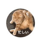 こまちこ（個別スタンプ：13）