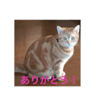 こまちこ（個別スタンプ：16）