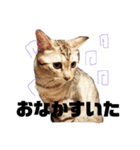 にゃんこたちの日常生活（個別スタンプ：11）