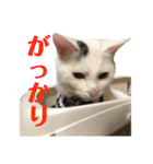 保護猫シガールbyオハナビーズ（個別スタンプ：1）