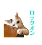 保護猫シガールbyオハナビーズ（個別スタンプ：2）