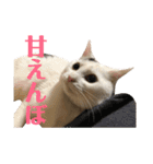 保護猫シガールbyオハナビーズ（個別スタンプ：3）