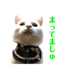 保護猫シガールbyオハナビーズ（個別スタンプ：4）