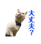 保護猫シガールbyオハナビーズ（個別スタンプ：5）