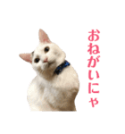 保護猫シガールbyオハナビーズ（個別スタンプ：6）
