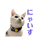 保護猫シガールbyオハナビーズ（個別スタンプ：7）