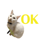 保護猫シガールbyオハナビーズ（個別スタンプ：9）