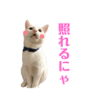 保護猫シガールbyオハナビーズ（個別スタンプ：10）