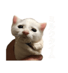保護猫シガールbyオハナビーズ（個別スタンプ：13）