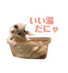 保護猫シガールbyオハナビーズ（個別スタンプ：14）