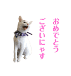 保護猫シガールbyオハナビーズ（個別スタンプ：15）