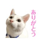 保護猫シガールbyオハナビーズ（個別スタンプ：16）