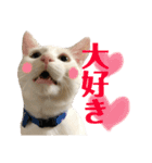 保護猫シガールbyオハナビーズ（個別スタンプ：17）