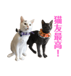 保護猫シガールbyオハナビーズ（個別スタンプ：18）