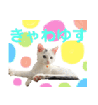 保護猫シガールbyオハナビーズ（個別スタンプ：19）