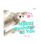 保護猫シガールbyオハナビーズ（個別スタンプ：20）