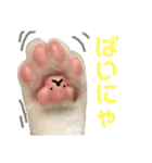 保護猫シガールbyオハナビーズ（個別スタンプ：21）