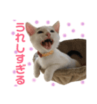 保護猫シガールbyオハナビーズ（個別スタンプ：22）