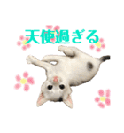 保護猫シガールbyオハナビーズ（個別スタンプ：23）