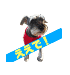 シュナウザーのハルクの日常（個別スタンプ：1）