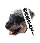シュナウザーのハルクの日常（個別スタンプ：4）