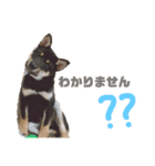黒柴くん！（個別スタンプ：4）