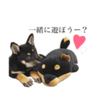 黒柴くん！（個別スタンプ：5）