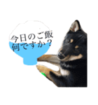 黒柴くん！（個別スタンプ：6）