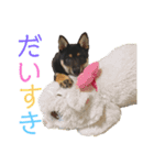 黒柴くん！（個別スタンプ：11）