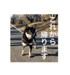黒柴くん！（個別スタンプ：15）