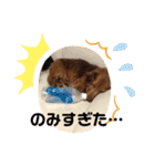 ダックスの使えるスタンプ（個別スタンプ：3）