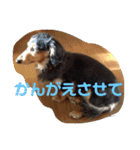 ダックスの使えるスタンプ（個別スタンプ：7）