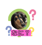 ダックスの使えるスタンプ（個別スタンプ：8）
