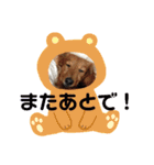 ダックスの使えるスタンプ（個別スタンプ：10）