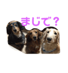 ダックスの使えるスタンプ（個別スタンプ：12）