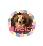 ダックスの使えるスタンプ（個別スタンプ：13）
