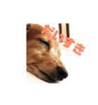 ダックスの使えるスタンプ（個別スタンプ：15）