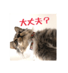 _sala_cat_2（個別スタンプ：1）
