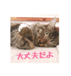_sala_cat_2（個別スタンプ：2）
