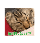 _sala_cat_2（個別スタンプ：4）